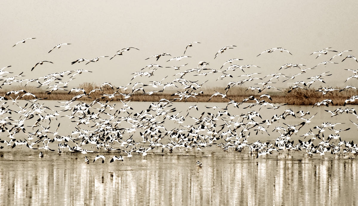 洞庭天下水，最美南洞庭 ——《沅江市南洞庭湖旅游總體規(guī)劃及重點(diǎn)景區(qū)概念性規(guī)劃》